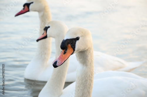 Beautiful swan on the lake, romantic