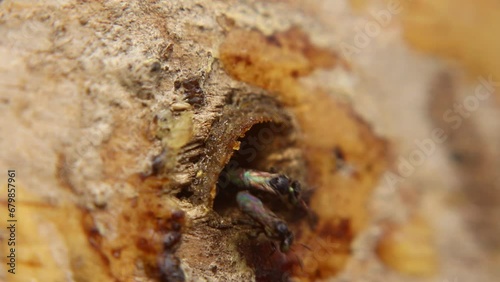 Trigona Laeviceps nests are small holes for stingless bees to pass through photo