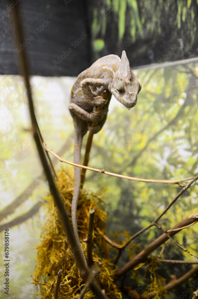 Obraz premium Lizard in zoo