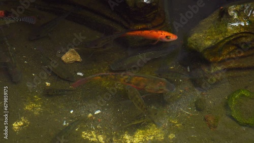 The pattern of tilapia fish is yellow and black. fish in the pond