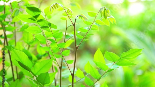 The leaves of the star fruit plant are green