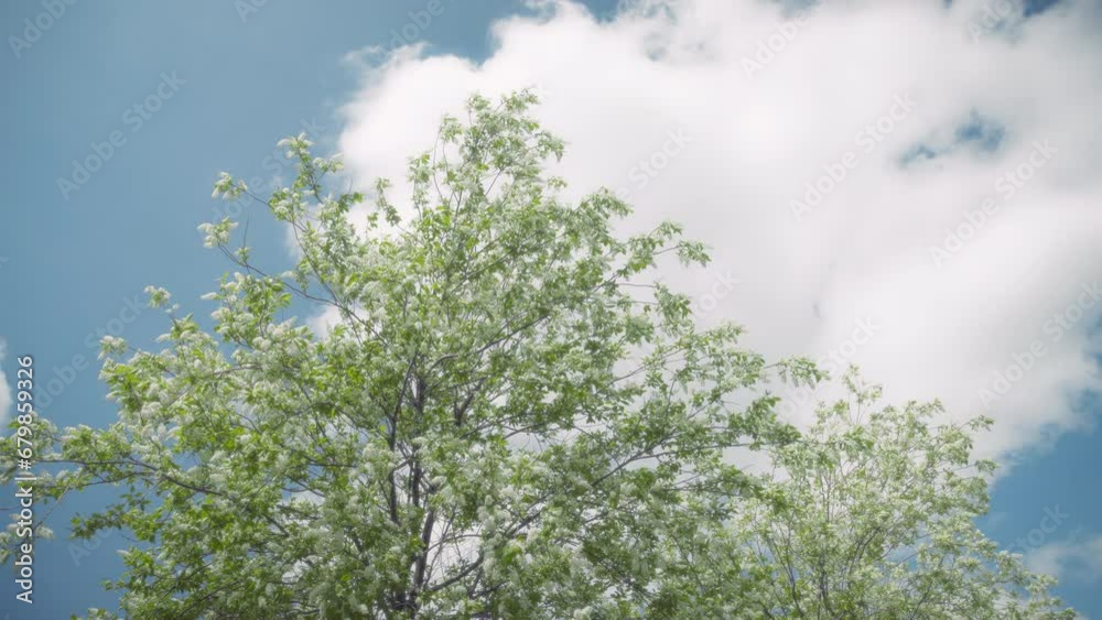 Bird cherry tree blooming with white flowers in spring against cloudy sky. Slow motion. Bird cherry tree blooming with white flowers in spring against cloudy sky. Slow motion.