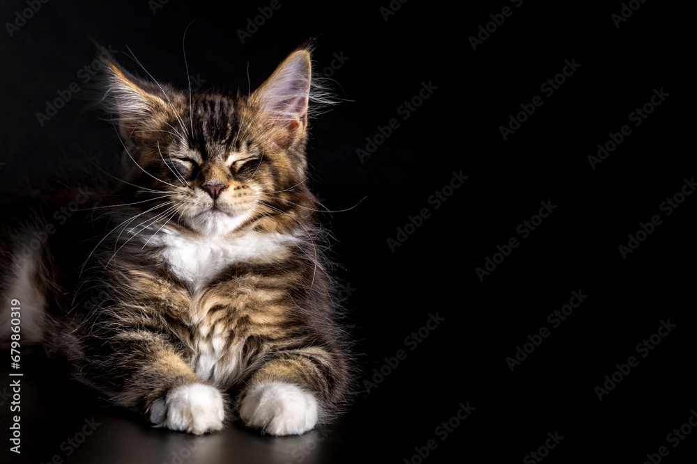 Obraz premium Cute classic black tabby Maine Coon cat kitten, sitting facing front.A big cat.Isolated on black background.