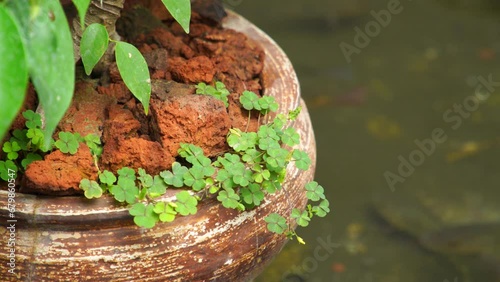 The plant pot is above the fish pond