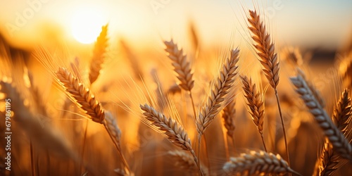 Wheat field. Ears of golden wheat close up. Rich harvest Concept. Generated by AI