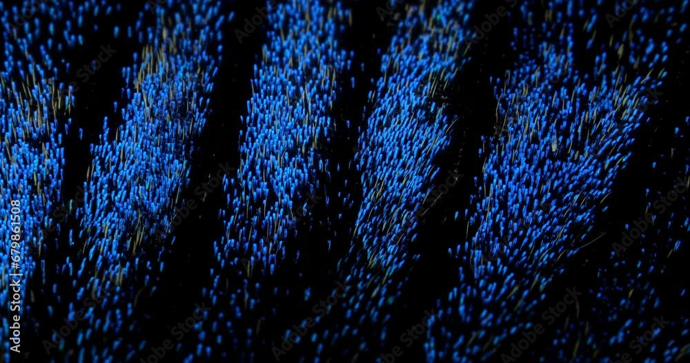 Black and metallic blue wing scales of Alpine Black Swallowtail butterfly, Papilio maackii, macro close-up in motion