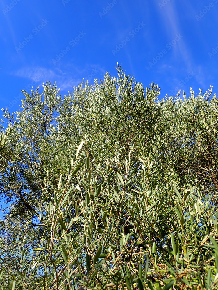 Fototapeta premium Olive tree branches with beautiful natural light and blue sky in background. Olive leaves blooming. Space for text, oil extraction process, olive tree leafs, Harvesting olives in Jijel Algeria Africa.