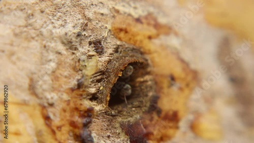 Trigona Laeviceps nests are small holes for stingless bees to pass through photo