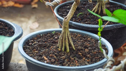 The roots of bonsai plants are broken into several parts to form many branching roots