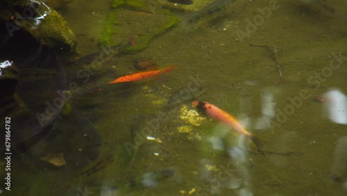 goldfish in the pond
