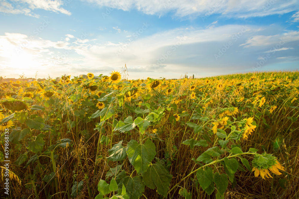 Fototapeta premium Sunflower fields in Flanders, Belgium