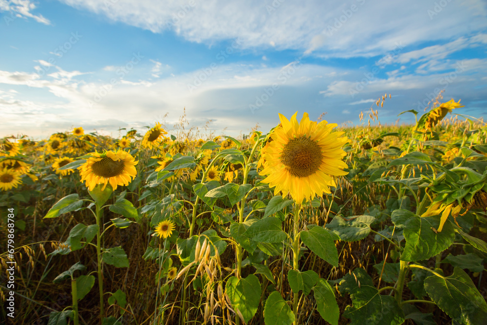 Fototapeta premium Sunflower fields in Flanders, Belgium