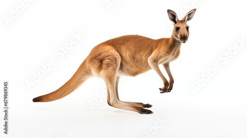 Red kangaroo © Ramzan