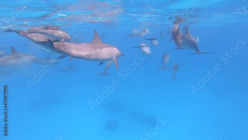 Spinner dolphins near Marsa Alam, Red Sea, Egypt