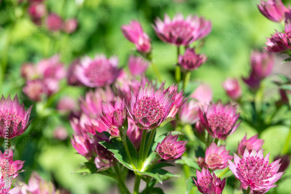 Astrantia major (Great masterwort) flowers in bloom Astrantia major (Great masterwort) flowers in bloom