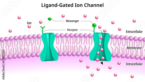 Ligand Gated Ion Channels - Ionotropic Receptor - Transmembrane Ion Channel Protein - Na, K, Ca, Cl - Medical Vector Illustration photo