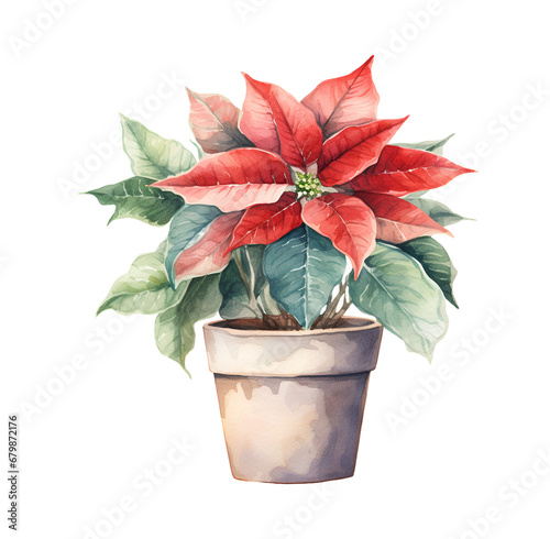 Poinsettia in a pot, winter, watercolor clipart illustration with isolated background