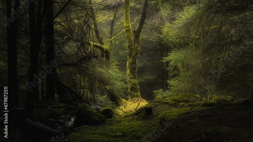 Fototapeta Naklejka Na Ścianę i Meble -  light in the forest