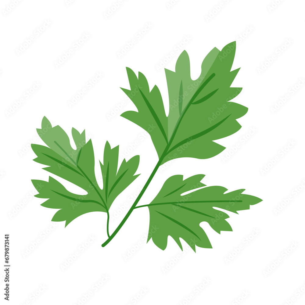 Fresh green parsley leaf isolated on white background. Cilantro leaves, raw garden parsley twig, chervil or coriander leaf collection.