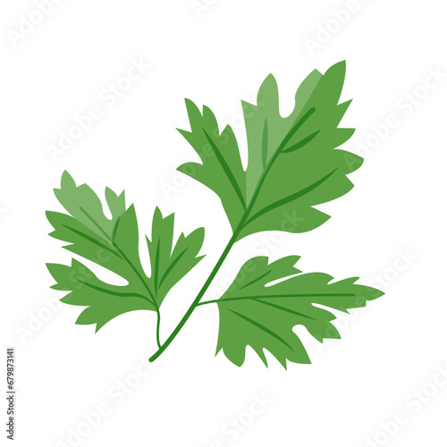 Fresh green parsley leaf isolated on white background. Cilantro leaves, raw garden parsley twig, chervil or coriander leaf collection.