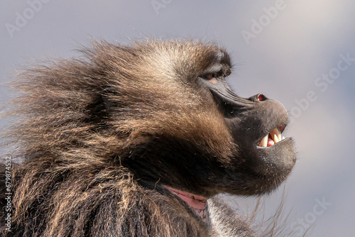 Close up of a male Gelada monkey (Theropithecus gelada) in Simien mountains, Ethiopia photo