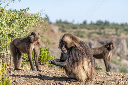Family group of endemic animal Gelada, (Theropithecus gelada), in Ethiopian natural habitat Simien Mountains, Africa Ethiopia wildlife