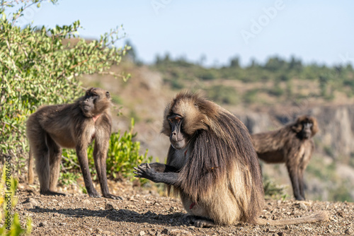 Family group of endemic animal Gelada   Theropithecus gelada   in Ethiopian natural habitat Simien Mountains  Africa Ethiopia wildlife