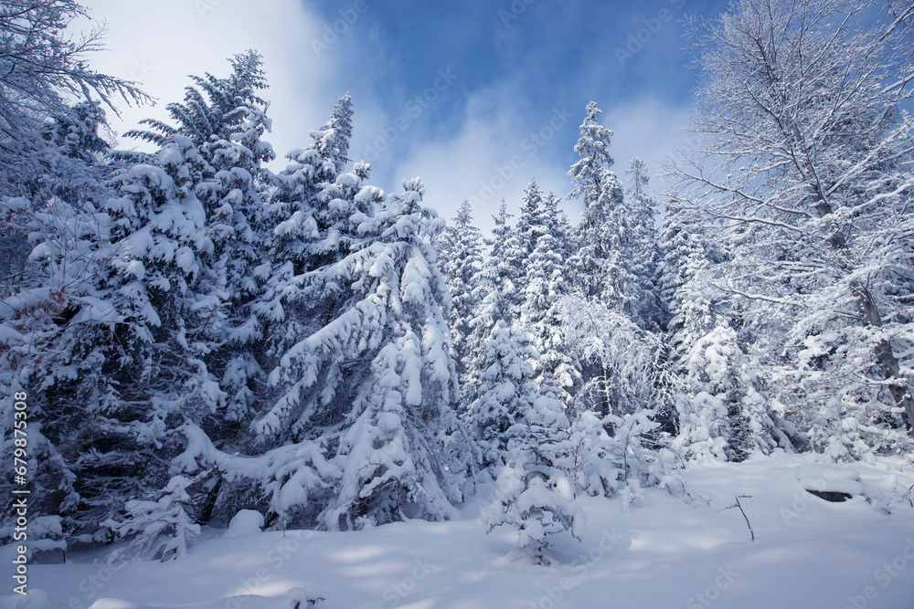 Białe drzewa, mroźny i słoneczny dzień, śnieżna zima w górach - obrazy, fototapety, plakaty 