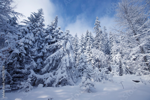 Białe drzewa, mroźny i słoneczny dzień, śnieżna zima w górach