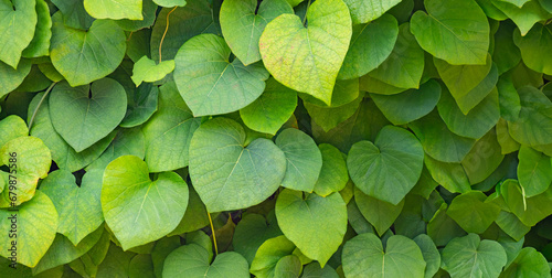 green leaves - a foliage texture