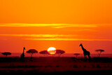African sunset with the silhouette of giraffes and trees with the reddish sun in the background