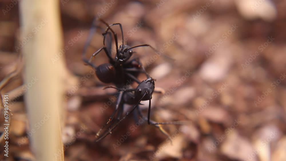 two big black ants fighting by biting each other's legs two big black ants fighting by biting each other's legs