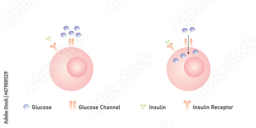 Insulin Mechanism of Action Scientific Design. Vector Illustration.