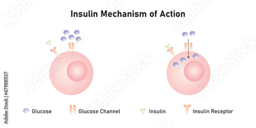Insulin Mechanism of Action Scientific Design. Vector Illustration.