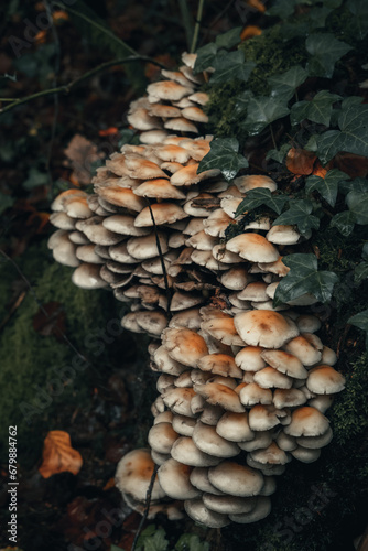 amas de champignons sur tronc d'arbre