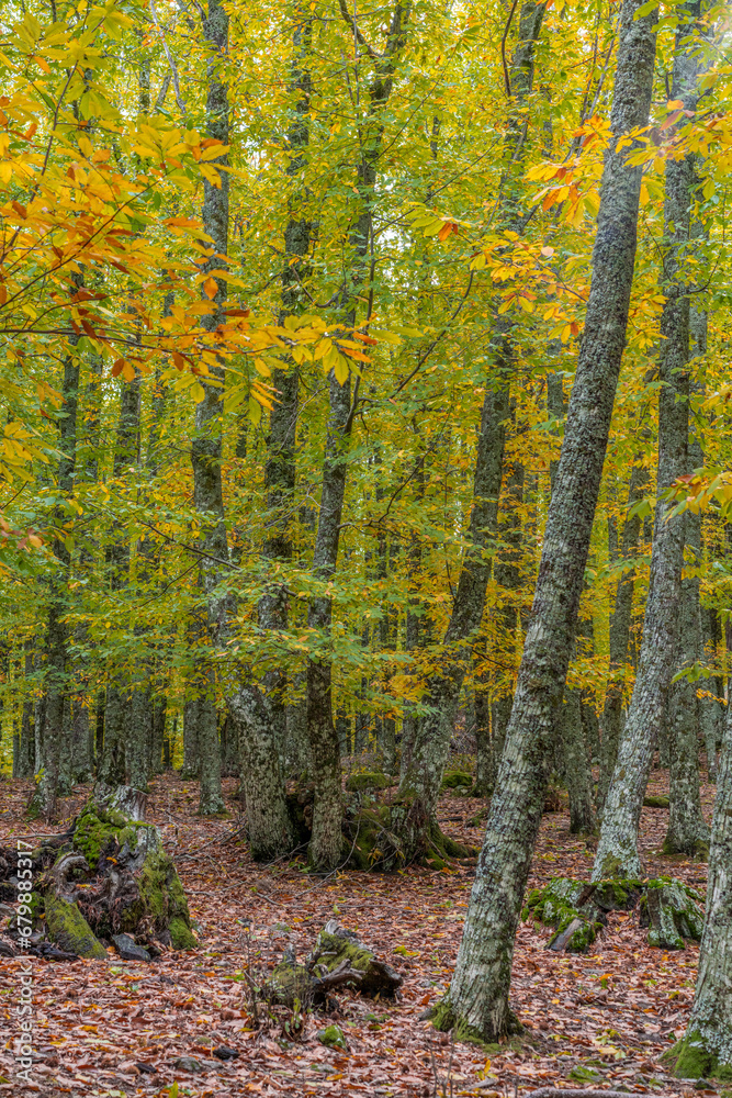 Obraz premium Autunm scene at Castanar de el Tiemblo. Chestnut forest in Avila province, Spain