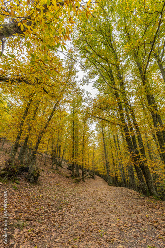Wide angle autunm scene at Castanar de el Tiemblo. Chestnut forest in Avila province, Spain
