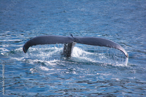 Whale Tail in Newfoundland