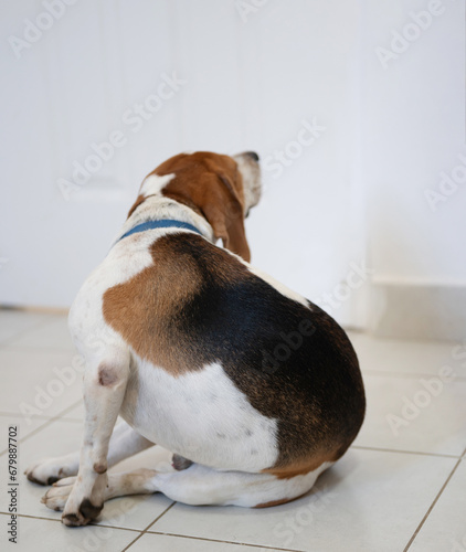 Beagle dog scratch his itchy ear