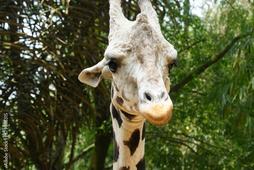 The giraffe (Giraffa camelopardalis) is a unique and majestic African mammal known for its exceptional height, long neck, distinctive coat pattern, and elegant appearance. |長頸鹿 photo