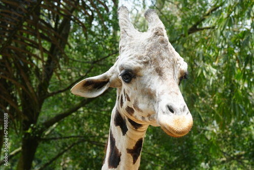 The giraffe (Giraffa camelopardalis) is a unique and majestic African mammal known for its exceptional height, long neck, distinctive coat pattern, and elegant appearance. |長頸鹿 photo