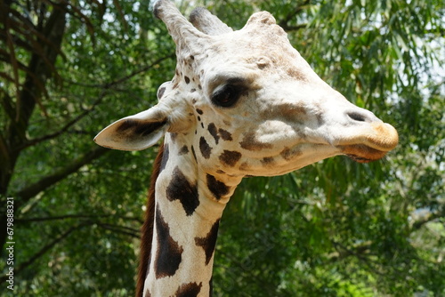 The giraffe (Giraffa camelopardalis) is a unique and majestic African mammal known for its exceptional height, long neck, distinctive coat pattern, and elegant appearance. |長頸鹿 photo