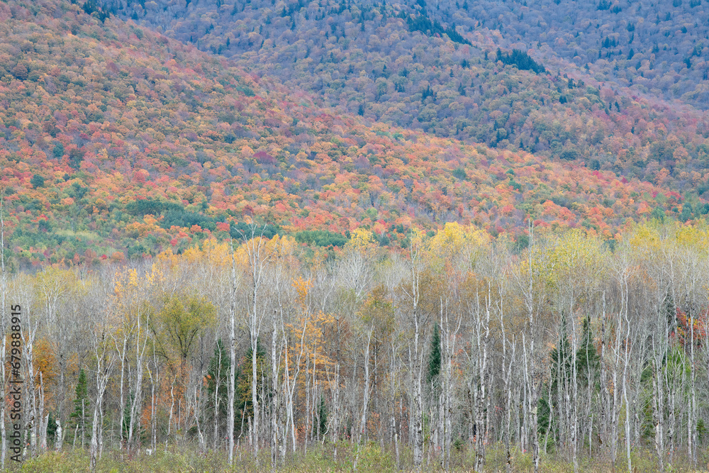 Birch grove along the Presidential Rail Trail, White Mountains, New Hampshire