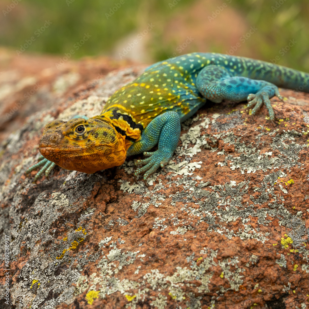 Naklejka premium Close Up of Mountain Boomer Lizard