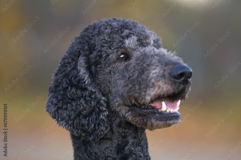 The portrait of a happy black Standard Poodle dog posing outdoors in autumn