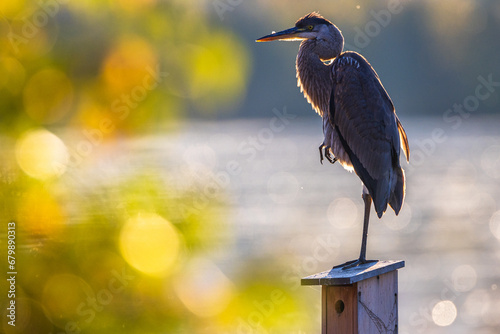 Great Blue Heron Standing on One Leg  photo