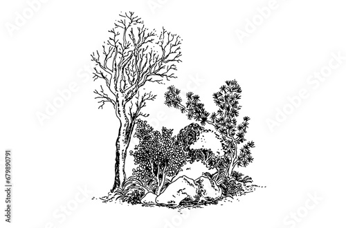 Minimal sketch style cad tree line drawing, Side view, set of graphics trees elements outline symbol for architecture and landscape design drawing. Vector illustration in stroke fill in white.