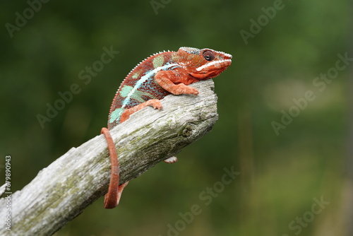 Adult male Ambilobe Panther Chameleon (Furcifer pardalis) on forest photo