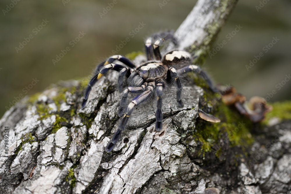 Poecilotheria metallica, also known as the peacock tarantula, Sklípkan kovolesklý, tarantule paví. Macro, close up detail. Poecilotheria metallica, also known as the peacock tarantula, Sklípkan kovolesklý, tarantule paví. Macro, close up detail.