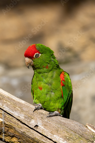 red and yellow macaw, small parrot portrait
